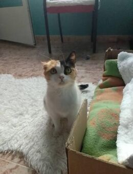 Bella; kleiner Glückspilz - Geilenkirchen
