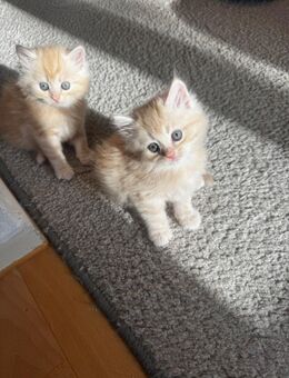 5 süße Kitten BKH zu verkaufen 🐾 - Berlin