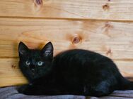 1 süßes Kätzchen sucht ein liebevolles Zuhause - Freudenburg