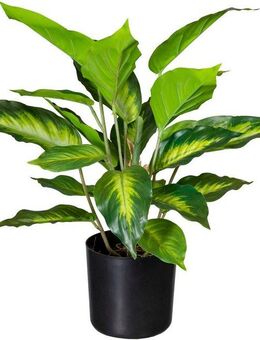 Künstliche Zimmerpflanze Dieffenbachia Dieffenbachia, Creativ green, Höhe 45 cm