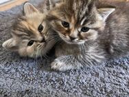 Britisch Kurzhaar Kitten - Herne