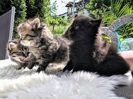 Perser Kitten mit Nase - Bisingen