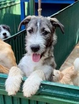 🆘Fröhlicher Esco in größer NOT🆘 - Eislingen (Fils)