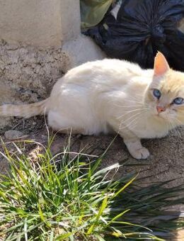 Aiden sucht seine Herzensmenschen ❤️ - Saarbrücken