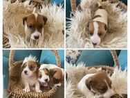 Jack Russell Terrier Welpen - Grabau (Landkreis Stormarn)
