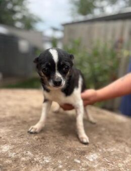 Cuki 3 PP Chihuahua sucht Geborgenheit - Neustadt (Rübenberge)