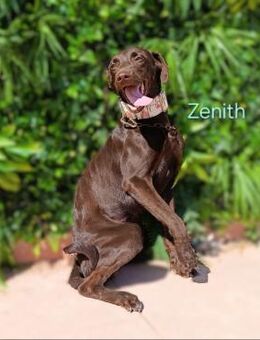 Zenith verträglich,aktiv,lieb 10/24 ESP - Ruppertsecken