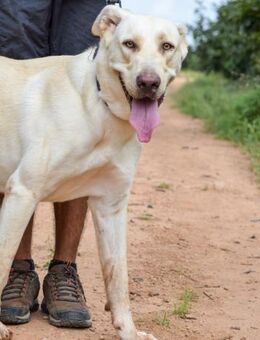 Uni ist so lieb und freundlich - Laatzen