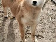 Zsömi -PP, hübsche Shiba Inu Dame - Neustadt (Rübenberge)
