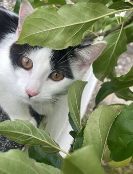 Kitten abzugeben - Heidenheim (Brenz) Zentrum