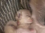 Ragdoll kitten - Dortmund