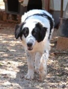 Ben liebt Spielen, Toben, Küsschen geben - Mettmann