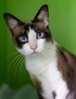 Katze Graci - mit Handycap - Bochum