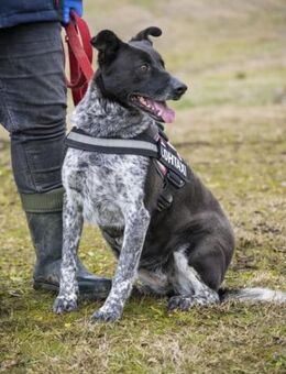 Panda-SI Süße Piratin auf der Suche - Neustadt (Rübenberge)