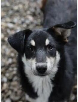 Marie - Pflegestelle oder Zuhause gesuch - Oberwies