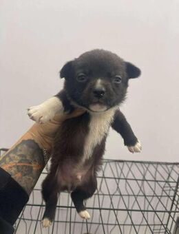 B690 Pinscherjunge sucht seine Familie - Neuberg