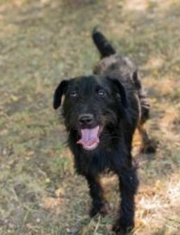 DARKO - neugierig, aktiv, gutmütig - Overath