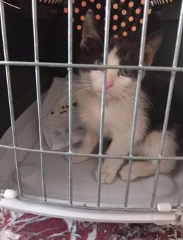 Lux Pascal aus dem Tierschutz - Grevenbroich