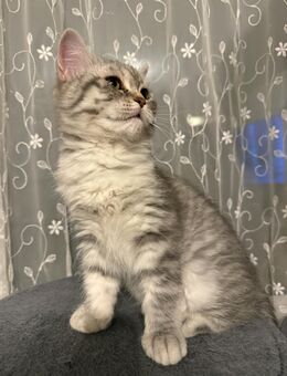 Zwei kätzchen ein junge und ein mädchen - Hürth Zentrum