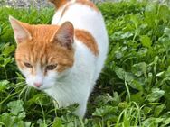 Pringles - die Schoßkatze - Kirchheim (München)