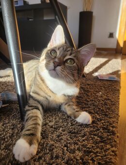 ❤️ Lilly & Emmi - zwei Walkatzen - Mix Schwestern suchen ein neues Zuhause - Hamm