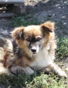 Mika, der Flauschige 🐾 - Elsdorf (Nordrhein-Westfalen)