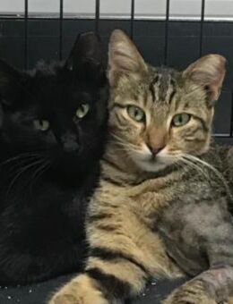 liebe Schwestern Momo und Mimi - Geisenheim