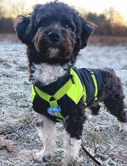 Oskar - ist aufmerksam - Löwenberger Land