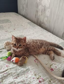 Bkh Kitten - Siegen (Universitätsstadt)