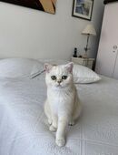 Britisch kurzhaar weiß sind bereit abzugeben in 26133