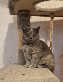 Bkh kitten abzugeben - Spelle