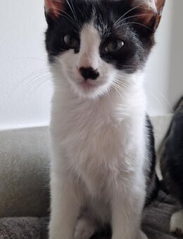 4 Katzenkinder und ihre Mama suchen ein neues Zuhause - Cuxhaven