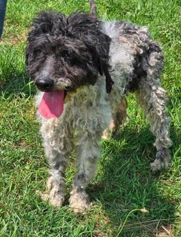 Sanft+lieb LOXY sucht ruhiges Zuhause♥️ - München