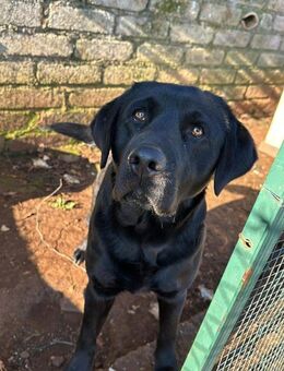 ARAGORN 💙 versteht die Welt nicht mehr - Herxheim (Landau)