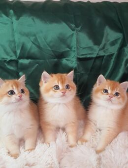 Bezaubernde BKH Kitten - Schwalbach