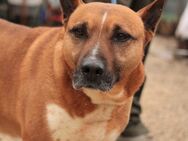 DINGO-VA, Hund im besten Alter! - Neustadt (Rübenberge)