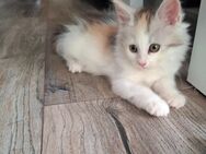Edelmix Kitten Maine Coon / Britisch Langhaar - Naumburg (Saale)