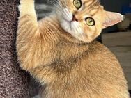 BKH Katze 3 Jahre alt Britisch Kurzhaar Black Golden Shaded shell - Hamm