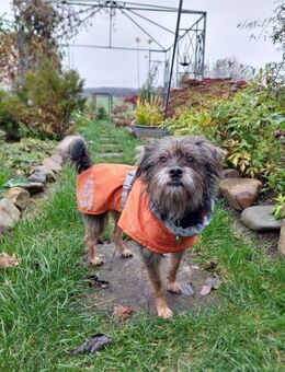 Finchen, ein bezauberndes Seelchen - Köln