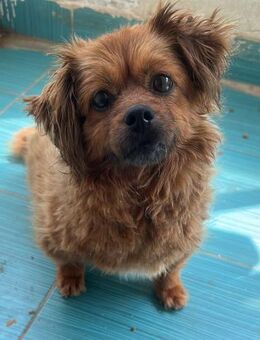 Nala, kleine Seniorin sucht ihr Körbchen - Langenhagen