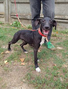 Der liebe,treue Fintor sucht ein Zuhause - Dortmund