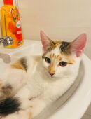 Katzen Baby in 66424