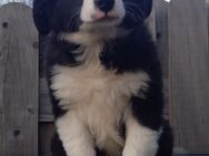 Border Collie- Australian Shepherd Welpen - Klein Belitz