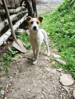 Fistik - Hundemädchen sucht Menschen - Spenge