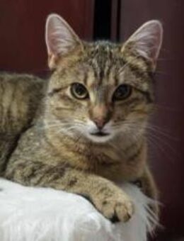 Verschmuste Kiki sucht ihre Menschen - München