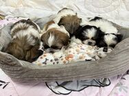 Shih-Tzu Welpen - Rastow