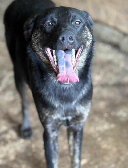 Dexter gibt die Hoffnung nicht auf 🐾 - Elsdorf (Nordrhein-Westfalen)