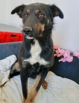 🌸Sanfte Hündin Terry🌸 - Eislingen (Fils)