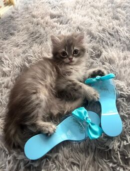 Perser Kitten mit Nase - Hilden