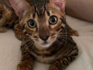 Bengal Kater kitten suchen ein neues Zuhause - Pfarrkirchen Zentrum